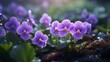 A patch of violets, their delicate petals covered in morning dew.
