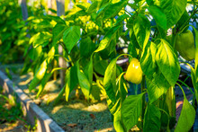Yellow Bell Pepper Growing In A Home Garden Bed In The Early Morning, Dawn Rays Of The Sun. Growing Sweet Peppers On A Plantation