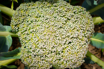 Wall Mural - Growing broccoli close-up in a garden bed. Vegetables grow under the sun in summer