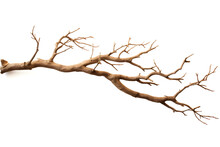 Barren Beauty, Isolated Dry Tree Branch On White Background
