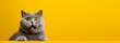 Studio portrait of surprised cat sitting on bright colors studio banner with empty copyspace