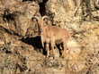 Barbary sheep, Ammotragus lervia, stands on a steep rock and observes the surroundings.