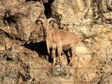 Fototapeta Do pokoju - Barbary sheep, Ammotragus lervia, stands on a steep rock and observes the surroundings.