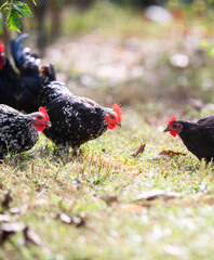 Wall Mural - Rooster and chickens in the farmyard