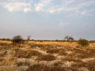 Wall Mural - Botswana