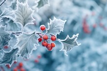 Frosted Holly Berry On Blurr Winter Background