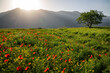 © Travel 'n' Lifestyle - View of a countryside landscape at sunset in spring with flowers blooming in Aragatsotn Province of Armenia.