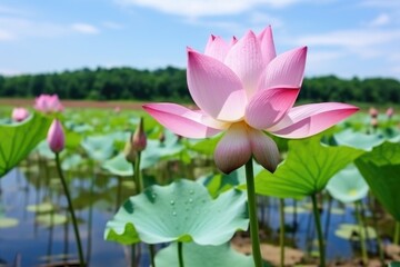 Poster - lotus flower opening on the pond