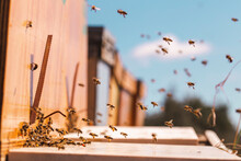 Honey Bees Flying Near Wooden Beehive In Apiary