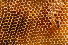 Hexagon Patterned Honeycomb With Honey Bee