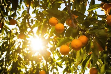 Wall Mural - backlit shot of oranges hanging from the tree branch