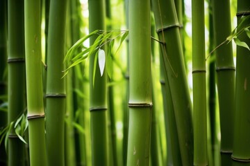 Poster - detail of a thick stand of bamboo stalks