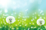 Fototapeta Kwiaty - Dandelion fluff. Spring winds whisk it away. We pray for a successful journey and reaching the destination after overcoming difficulties. A concept for spring and adventure.