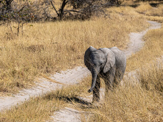 Poster - Elefant