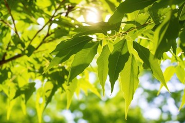 Sticker - image featuring ripe tea leaves on the branch