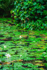 Wall Mural - Singapore Botanical Gardens