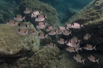 school of two banded bream (diplodus vulgaris) in mediterranean sea