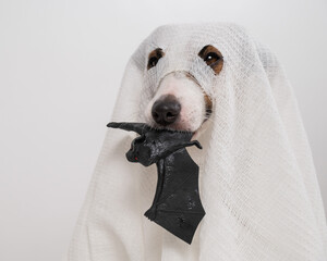 Jack Russell Terrier dog in a ghost costume holding a bat on a white background. 