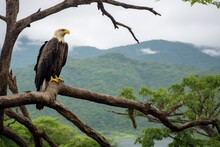 Lone Eagle Perched On A High Branch, Overlooking A Valley