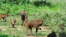 A Tribe Of Baboon Monkeys Pasture Grass In A Tanzanian Field.
