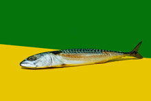 Fish On Green And Yellow Background