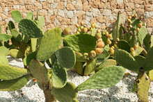 Prickly Pear Cacti With Fruits Against Stone Wall