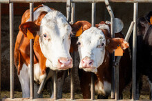 Cows Standing In Fenced Stall In Farm