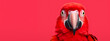Red macaws on the fresh color red background