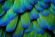 Close up photo of macaw s blue and green feathers