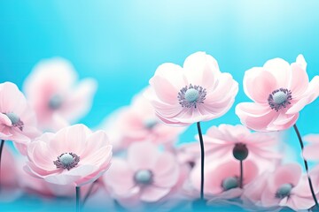 Poster - Soft selective focus on delicate anemone flowers gently pink outdoors in summer spring close up Dreamy beautiful image of nature s beauty with turquoise