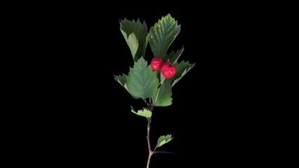 Wall Mural - Time lapse of drying Hawthorn leaves and red berries in RGB + ALPHA matte format isolated on black background
