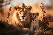 Lions family in savanna. Natural light.