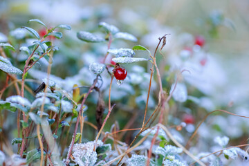 Wall Mural - Frost on the plants in the autumn