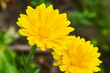 Nahaufnahme einer gelben Ringelblume und einer weiteren unscharfen Blüte
