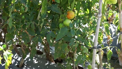 Sticker - The tomatoes were infected with a virus