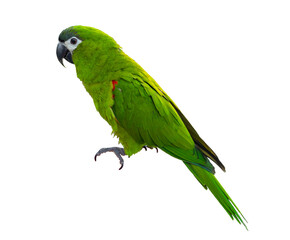 Wall Mural - Hahn's macaw or red shouldered green parrot isolated on white background native to South America and Brazil for graphic design usage