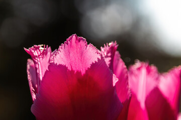 Poster - pink tulip in the garden