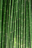 Fototapeta Dziecięca - Bamboo plant pattern for nature background.