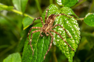 Probably Lycosoidea sp, nocturnal spider. Monte Verde, Santa Elena, Costa Rica wildlife.