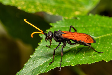 Hemipepsis ustulata is a species of tarantula hawk wasp. Tarantula hawks are a large, conspicuous family of long-legged wasps that prey on tarantulas. Monte Verde, Santa Elena, Costa Rica wildlife.