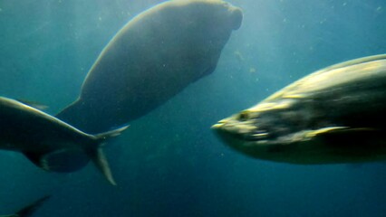 Wall Mural - Walrus, seal, and sea lions swimming underwater