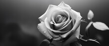 Beautiful Black And White Rose On Black Background With Copy Space.