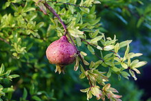 
The Pomegranate Botanical Name Punica Granatum, Is A Fruit-bearing Deciduous Shrub Or Small Tree In The Family Lythraceae. Hanover, Germany.
