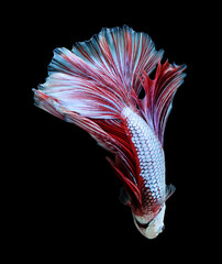 Wall Mural - betta fish, siamese fighting fish isolated on black background.