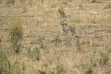 Cheetah In A Bush Savanna Area At First Light In The Masai Mara