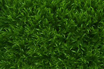 Green lawn background. Grass texture background.