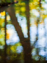 Faint Ripples And Autumn Tree Reflections In Water