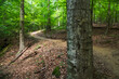 © Andrew Kornylak - A winding path through the woods in a southern forest