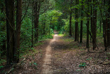 A Long Path Through Dark Woods In A Southern Forest