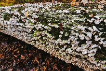 Tiny White Lichens Growing On A Fallen Log In The Woods